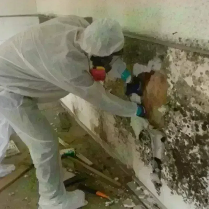 Mold Remediation and Removal in Friendship, ME